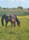 Pouliche par Balou du Reventon 