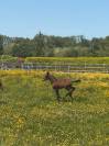 Pouliche par Balou du Reventon 