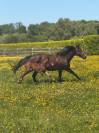Pouliche par Balou du Reventon 