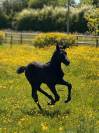 Pouliche par Carwin d’Isky 