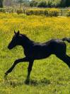 Pouliche par Carwin d’Isky 