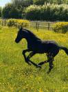 Pouliche par Carwin d’Isky 