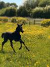 Pouliche par Carwin d’Isky 