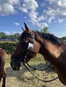 Cheval à vendre Magnifique hongre bai clair