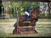 Cheval à vendre Magnifique hongre bai clair