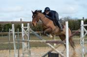 Cheval à vendre Magnifique hongre bai clair