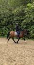 Cheval à vendre Magnifique hongre bai clair