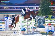 cavalla belga 10 anni 