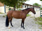 cavalla belga 10 anni 