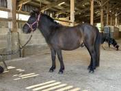 Poney shetland pp