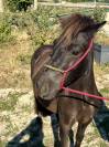 Poney shetland pp