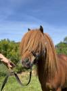 Ponette shetland pp