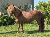 Ponette shetland pp
