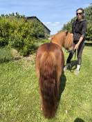 Ponette shetland pp