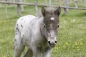 Pouliche miniature Tobiano Léopard Silver 