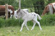 Pouliche miniature Tobiano Léopard Silver 