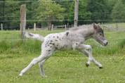 Pouliche miniature Tobiano Léopard Silver 