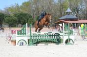 Jackpot de Landat Top cheval CSO/Hunter