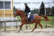 Jackpot de Landat Top cheval CSO/Hunter