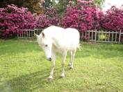 Scuderie e area recintata equestre con villa e piscina