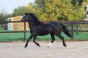 Diana Ross - Welsh A - 6 ans - IPO 126 - 120cm