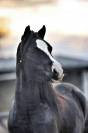 Diana Ross - Welsh A - 6 ans - IPO 126 - 120cm
