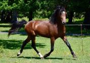 Etalon New Forest 