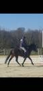 Etalon New Forest 