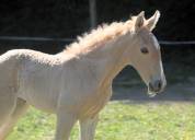 Pouliche lusitanienne palomino papiers OC