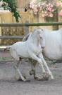 Poulain Psl