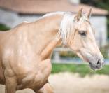 Cheval Pure race espagnole 