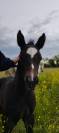 Poulain PP quarter horse