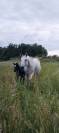 Poulain PP quarter horse