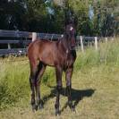 Pouliche PP quarter Horse