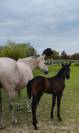 Pouliche PP quarter Horse