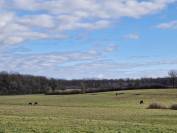 Haras d'élevage d'exception de 39ha