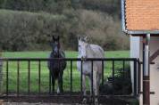 Haras d'élevage d'exception de 39ha