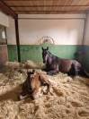 Haras d'élevage d'exception de 39ha