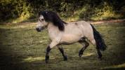 Etalon shetland grand standard 