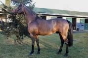 Vaguely Noble Haryns Saillie étalon PFS