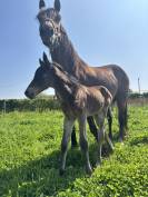 Foal male PFS