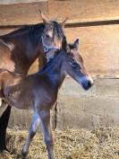 Foal male PFS