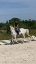 Cheval maître d’école 