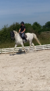 Cheval maître d’école 