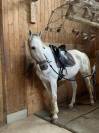 Cheval maître d’école 