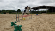 Cheval maître d’école 