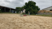 Cheval maître d’école 