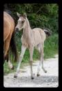 FOAL TRES GROSSE QUALITE - POUR DRESSAGE