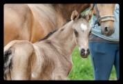 FOAL TRES GROSSE QUALITE - POUR DRESSAGE