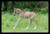 FOAL TRES GROSSE QUALITE - POUR DRESSAGE